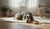 Should I Give My Dog Senior Food? A Comprehensive Guide to Nutritional Needs for Aging Dogs-141234700527