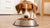 Should I Give My Dog Wet and Dry Food? Exploring the Benefits of a Mixed Diet