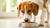 Should I Give My Dog Wet Food? A Comprehensive Guide to Pet Nutrition