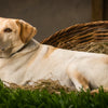 Should I Give My Pregnant Dog Puppy Food? A Comprehensive Guide for Dog Owners