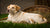 Should I Give My Pregnant Dog Puppy Food? A Comprehensive Guide for Dog Owners