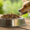 Should I Hydrate My Dog's Kibble? Exploring the Benefits and Considerations