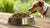 Should I Hydrate My Dog's Kibble? Exploring the Benefits and Considerations
