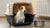 Should I Leave a Water Bowl in My Dog's Crate? Understanding Crate Hydration-140795937007