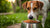 Should I Let My Dog Eat His Regurgitated Food? Understanding the Importance of Your Dog’s Behaviors