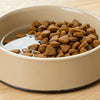Should I Put Water in My Dog's Dry Food? Exploring the Benefits and Drawbacks