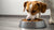 Should I Put Water on My Dog's Dry Food? Exploring the Benefits and Drawbacks