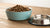 Should I Rehydrate My Dog's Kibble? Exploring the Benefits and Drawbacks