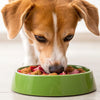 Should I Switch My Dog to a Raw Food Diet? Exploring the Benefits, Challenges, and Insights