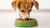 Should I Switch My Dog to a Raw Food Diet? Exploring the Benefits, Challenges, and Insights