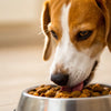 Should I Switch My Dog to Wet Food? Exploring the Benefits and Considerations