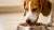 Should I Switch My Dog to Wet Food? Exploring the Benefits and Considerations