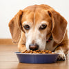 Should I Switch My Senior Dog to Wet Food? Understanding Your Senior Pet’s Nutritional Needs