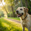 Should I Use Grain-Free Dog Food? Understanding the Pros and Cons for Your Pet