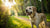 Should I Use Grain-Free Dog Food? Understanding the Pros and Cons for Your Pet