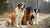 Should Large Breed Dogs Have Raised Food Bowls? Exploring the Pros, Cons, and Alternatives