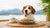 Should My Dog Be Eating Grain-Free Food? Understanding the Debate