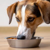 Should My Dog Eat Dry or Wet Food? Exploring the Best Options for Your Furry Friend
