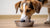 Should My Dog Eat Dry or Wet Food? Exploring the Best Options for Your Furry Friend