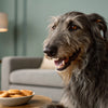Should My Dog Eat Grain Free Food? Understanding the Pros and Cons