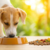 Should My Dog Eat the Same Food Every Day? Exploring Canine Nutrition