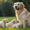 Should Nursing Dogs Eat Puppy Food? A Comprehensive Guide to Optimal Nutrition During Lactation