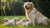 Should Nursing Dogs Eat Puppy Food? A Comprehensive Guide to Optimal Nutrition During Lactation