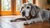 Should Older Dogs Eat Wet Food? Understanding the Best Diet for Senior Dogs