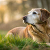 Should Senior Dogs Eat Grain-Free Food? An In-Depth Analysis