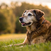 Should Senior Dogs Eat Senior Food? Understanding the Nutritional Needs of Aging Canines