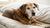 Should Senior Dogs Eat Wet Food? Understanding Your Aging Companion's Nutritional Needs