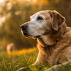 Should Senior Dogs Eat Wet or Dry Food? Exploring the Best Diet for Aging Pups