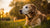 Should Senior Dogs Eat Wet or Dry Food? Exploring the Best Diet for Aging Pups