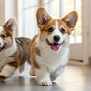 Should Small Dogs Eat Wet or Dry Food? A Comprehensive Guide
