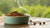 Should Water Be Added to Dry Dog Food? Exploring the Benefits and Considerations