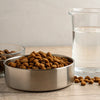 Should You Add Water to Dry Dog Food for Puppies?