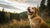 Should You Buy Grain-Free Dog Food? Understanding the Benefits and Risks