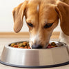 Should You Elevate Your Dog's Food Bowl?