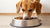 Should You Elevate Your Dog's Food Bowl? A Comprehensive Guide for Pet Owners