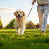 Should You Exercise a Dog with Diarrhea? Understanding the Best Care for Your Pup