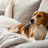 Should You Feed a Pregnant Dog Puppy Food? A Comprehensive Guide for Pet Owners