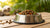 Should You Feed Dogs Wet and Dry Food? A Comprehensive Guide