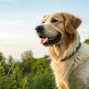 Should You Feed Grain Free Dog Food? What Owners Need to Know