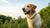 Should You Feed Grain-Free Dog Food? A Comprehensive Guide for Pet Owners