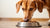Should You Feed Your Dog Dry or Wet Food? Understanding the Best Choice for Your Pup