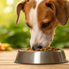 Should You Feed Your Dog from a Raised Food Bowl? Understanding the Controversy