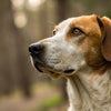 Should You Feed Your Dog Grain-Free Dog Food? An In-Depth Exploration