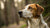 Should You Feed Your Dog Grain-Free Dog Food? An In-Depth Exploration