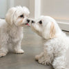 Should You Feed Your Dog Grain-Free Food? A Comprehensive Guide for Pet Owners