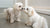Should You Feed Your Dog Grain-Free Food? A Comprehensive Guide for Pet Owners
